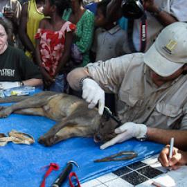 Searching for the Fossa